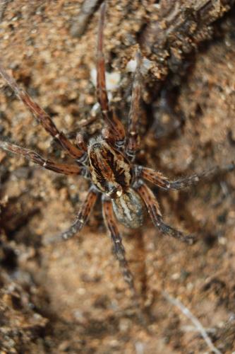 Arctosa villica